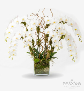 bespoke orchid