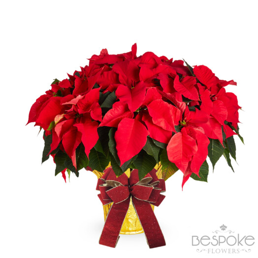 Poinsettia