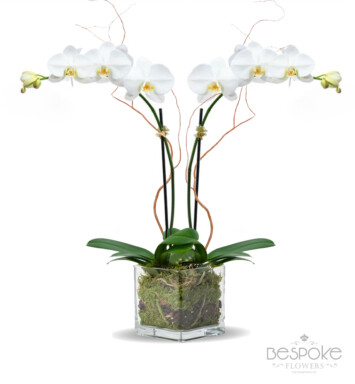 2 Stem Orchid in Glass Vase