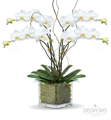 4 Stem Orchid in Glass Vase