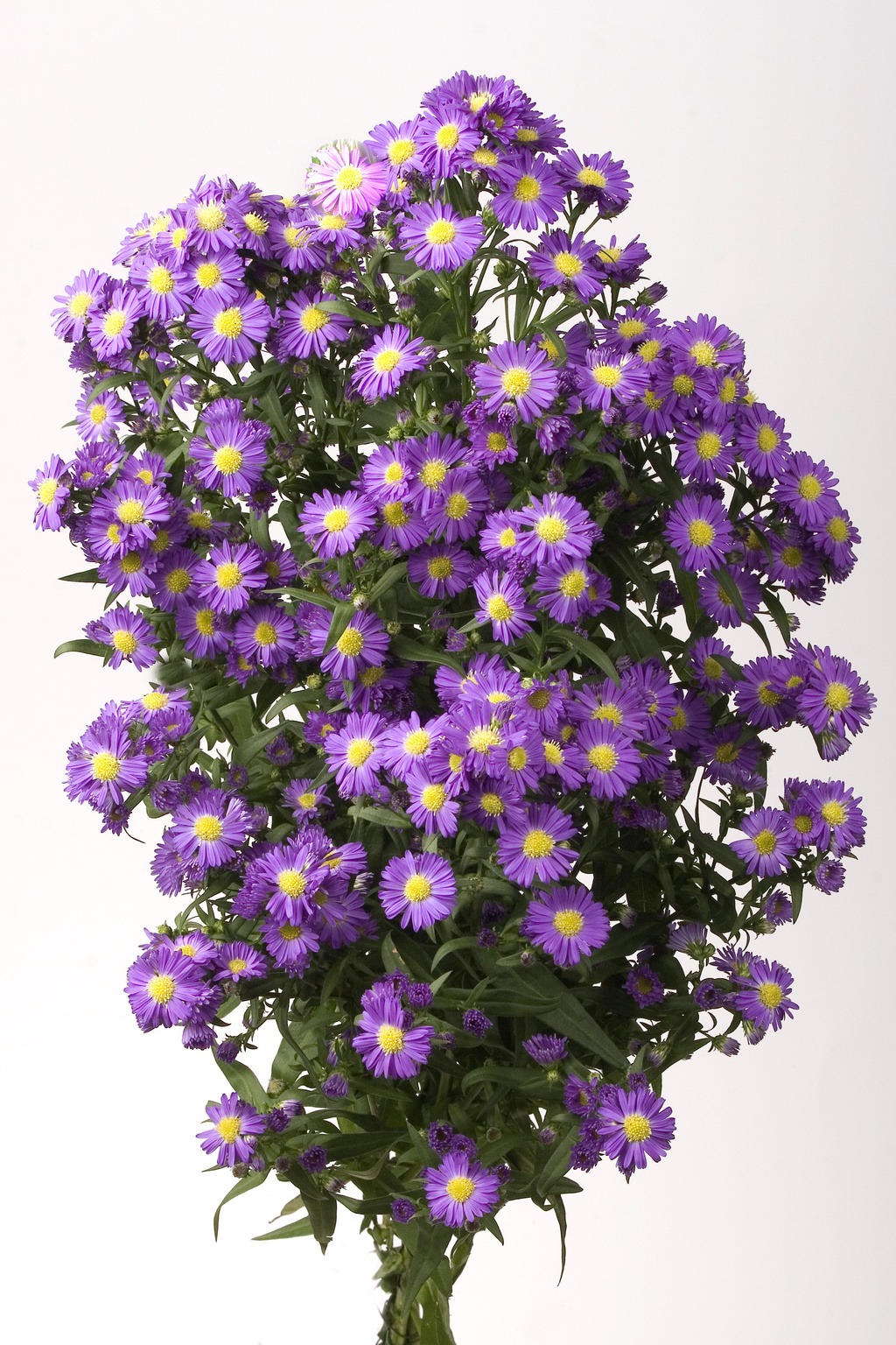 aster bespoke flowers ny