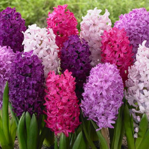 Hyacinth Bespoke Flowers inc