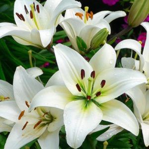 bespoke flowers lilies