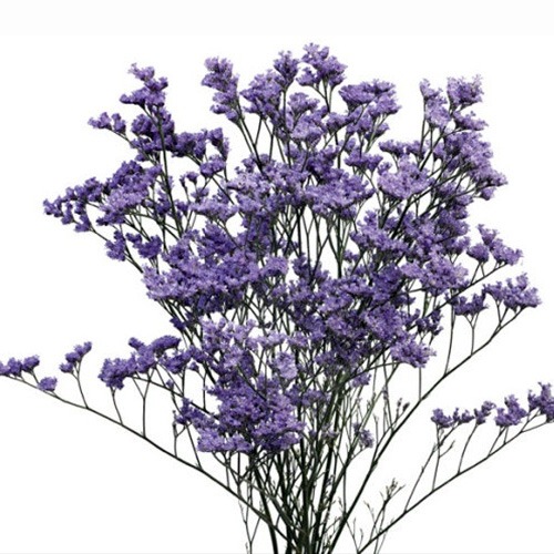 Limonium - Southampton Florist NY | Flower Delivery The Hamptons