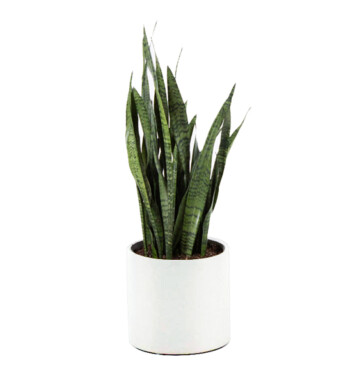 Snake Plant (Sansevieria)