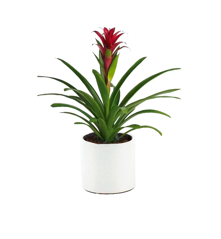 Bromeliad Plant