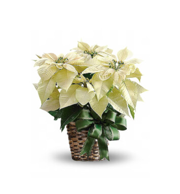 Poinsettia White