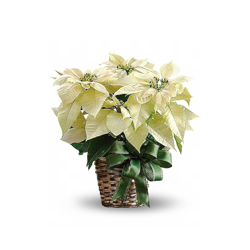 Poinsettia White